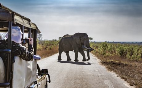 Luxury Safari Elephant Attack Accident