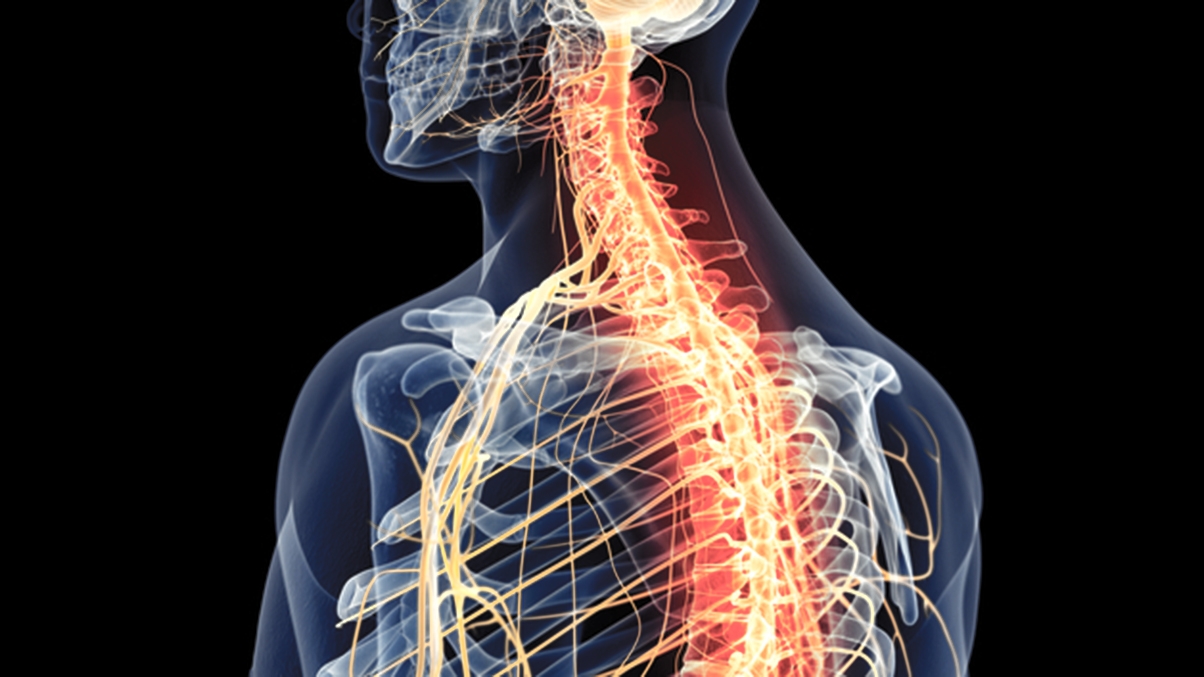 Brachial plexus